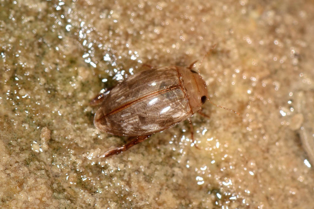 Dytiscidae: Laccophilus cfr.  hyalinus